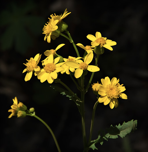 golden aster